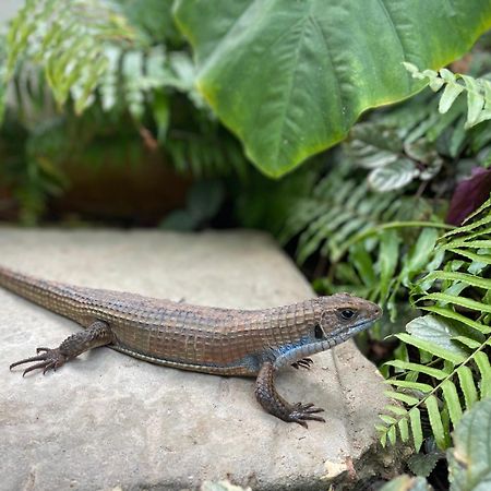 Gaia Villas Nungwi Buitenkant foto