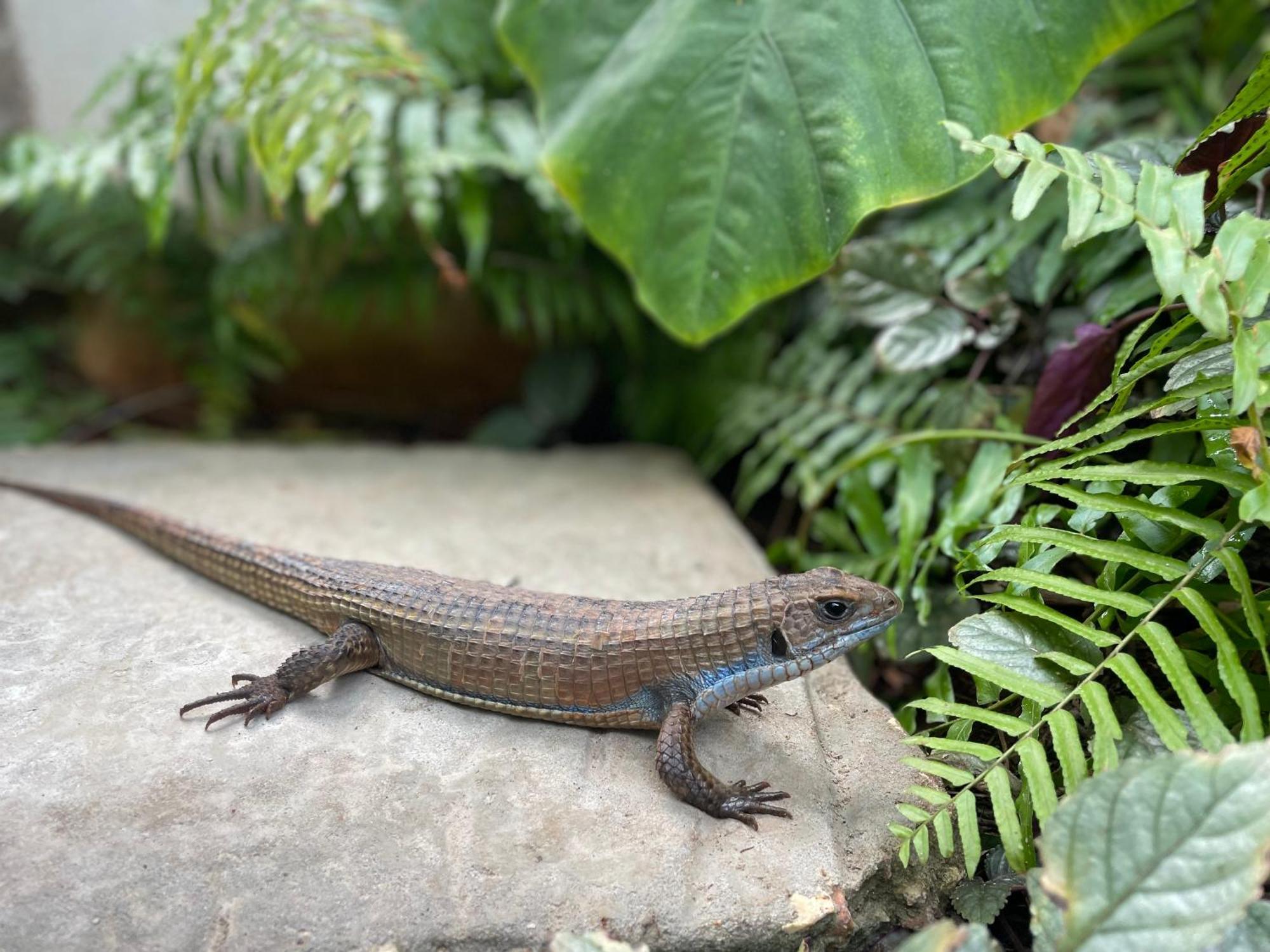 Gaia Villas Nungwi Buitenkant foto